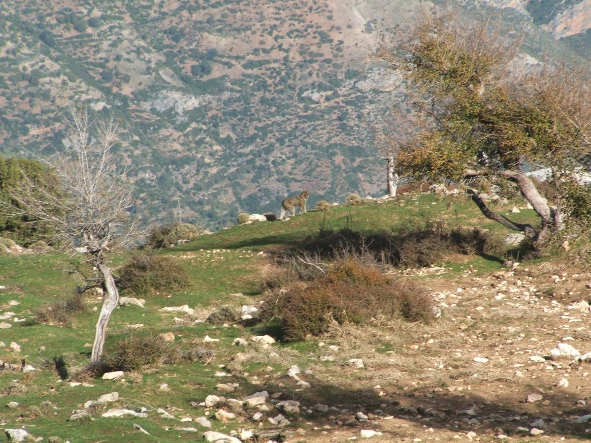 Caiat Lounge Refuge Vandrarhem Taghzoute Exteriör bild